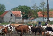 Досега исплатени вкупно 1 милијарда и 30 милиони денари за субвенции за сточарите