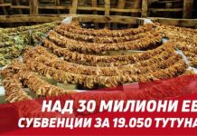 СДСМ: Над 30 милиони евра субвенции за произведен и предаден тутун веќе се префрлени на сметките на 19.050 тутунопроизводители