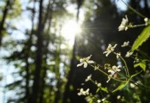 Кaкво време не очекува наредните денови?