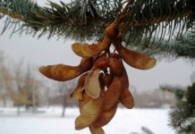 Новата година ќе ја дочекаме без снег – Ова е временската прогноза за денеска