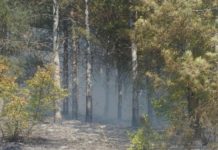 Само во јули регистрирани 620 пожари во земјава