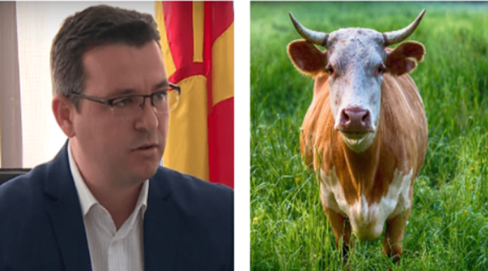 cvetan_krava